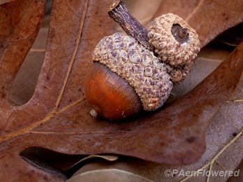 Acorns
